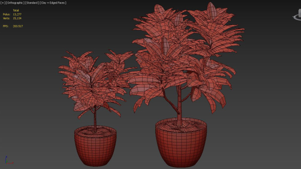 Croton plants - 01