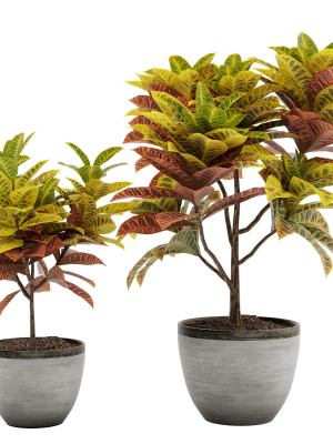 Croton plants - 01