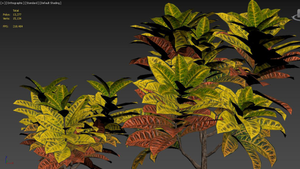 Croton plants - 01
