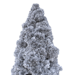 Cryptomeria Japonica Tree