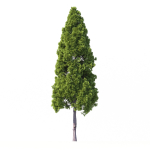 Cryptomeria Japonica Tree