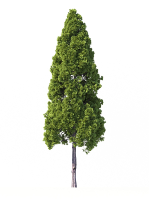 cryptomeria-japonica-tree-3d-model-18c3a77a22