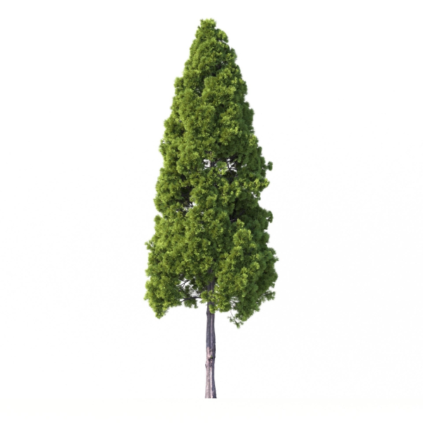 Cryptomeria Japonica Tree