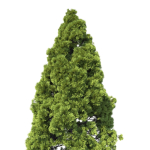 Cryptomeria Japonica Tree