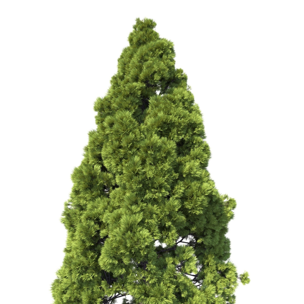 Cryptomeria Japonica Tree