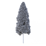 Cryptomeria Japonica Tree
