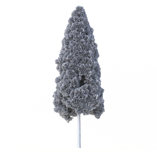 Cryptomeria Japonica Tree
