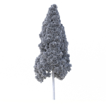 Cryptomeria Japonica Tree