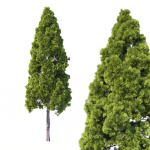 Cryptomeria Japonica Tree