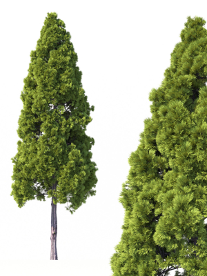 Cryptomeria Japonica Tree