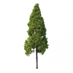 Cryptomeria Japonica Tree