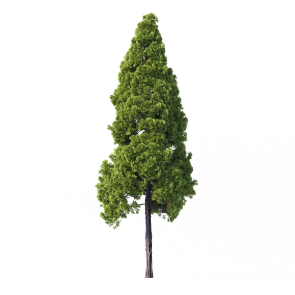 Cryptomeria Japonica Tree