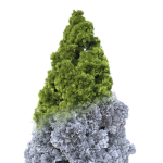 Cryptomeria Japonica Tree
