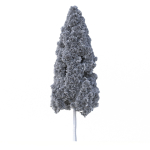Cryptomeria Japonica Tree
