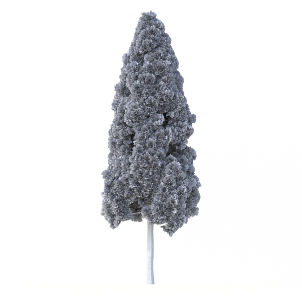 Cryptomeria Japonica Tree