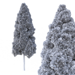 Cryptomeria Japonica Tree