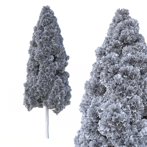 Cryptomeria Japonica Tree