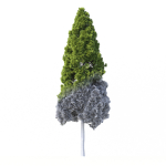 Cryptomeria Japonica Tree