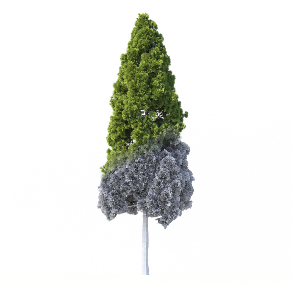 Cryptomeria Japonica Tree