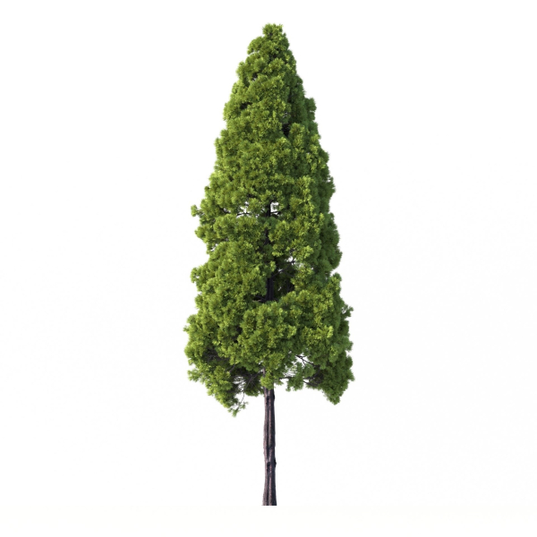 Cryptomeria Japonica Tree