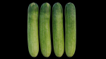Cucumber 07