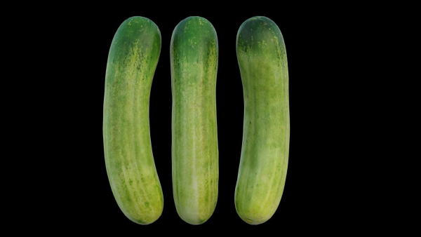 Cucumber 07