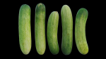 Cucumber 07