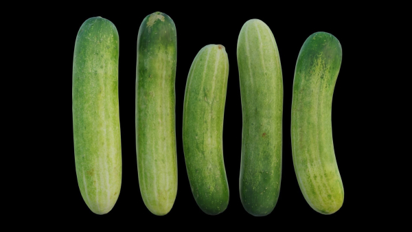Cucumber 07