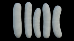Cucumber 07