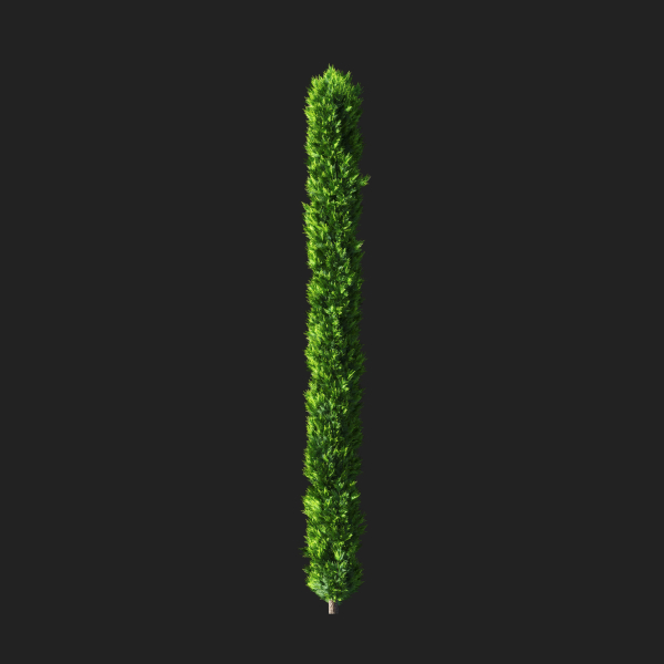 Cupressocyparis Leylandii Cypress Spaliera