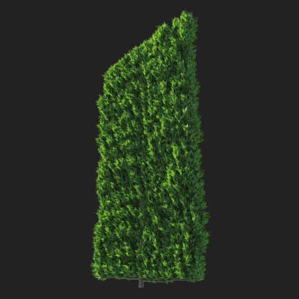 Cupressocyparis Leylandii Cypress Spaliera