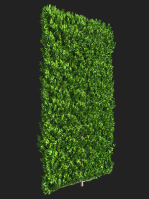 cupressocyparis-leylandii-cypress-spaliera-3d-model-dab4aedef2