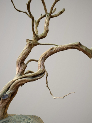 curly-tree-scan-low-poly-3d-model-low-poly-obj-fbx
