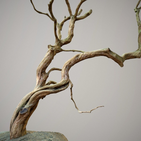 Curly tree Scan Low poly