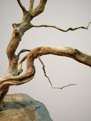 Curly tree Scan Low poly