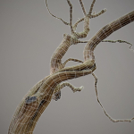 Curly tree Scan Low poly