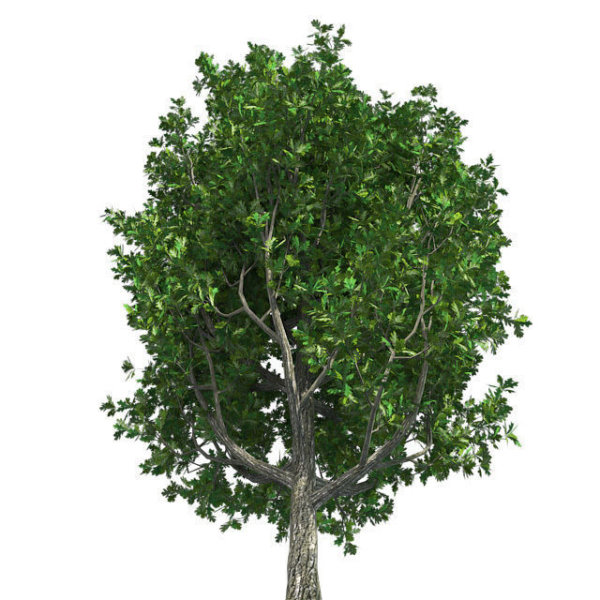Cypress Oak Tree