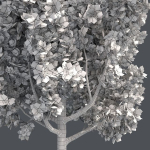 Cypress Oak Tree