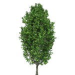 Cypress Oak Tree