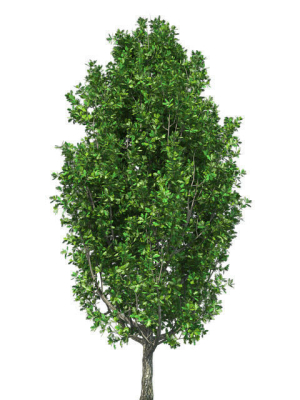 cypress-oak-tree-3d-model-d897b84ef0