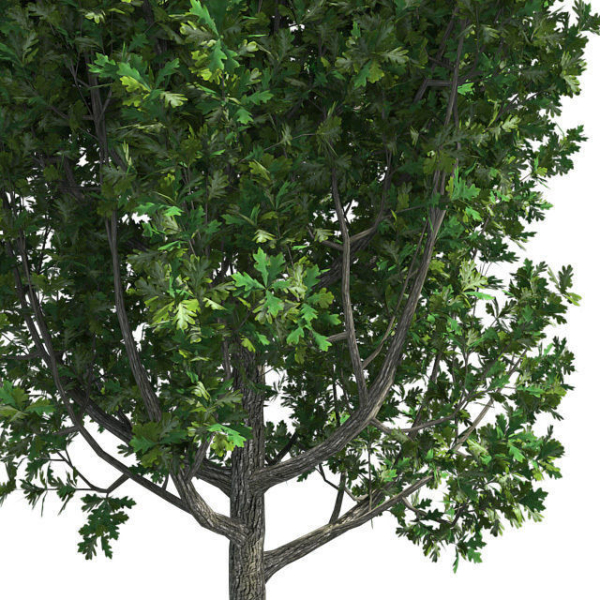 Cypress Oak Tree