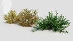 Cytisus scoparius a