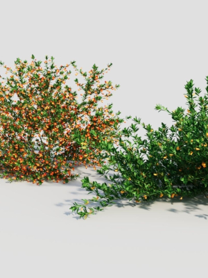 cytisus-scoparius-a-3d-model-57f235b931