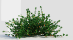 Cytisus scoparius a