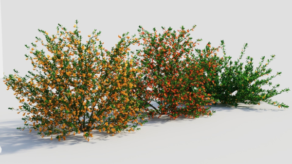 Cytisus scoparius a