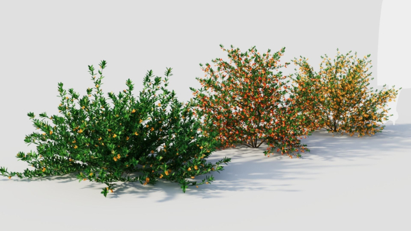 Cytisus scoparius a