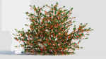 Cytisus scoparius a