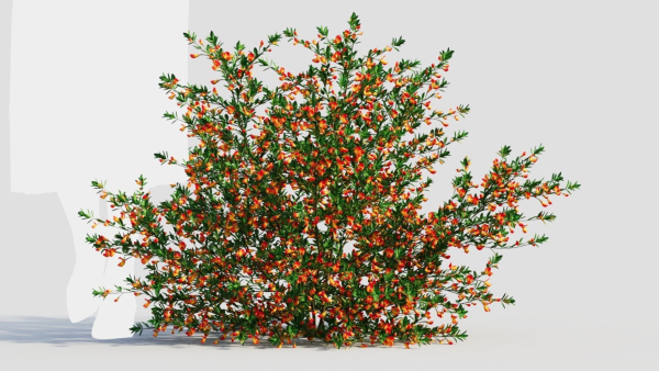 Cytisus scoparius a