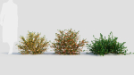 Cytisus scoparius a