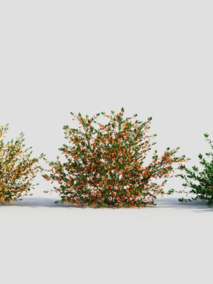 Cytisus scoparius a